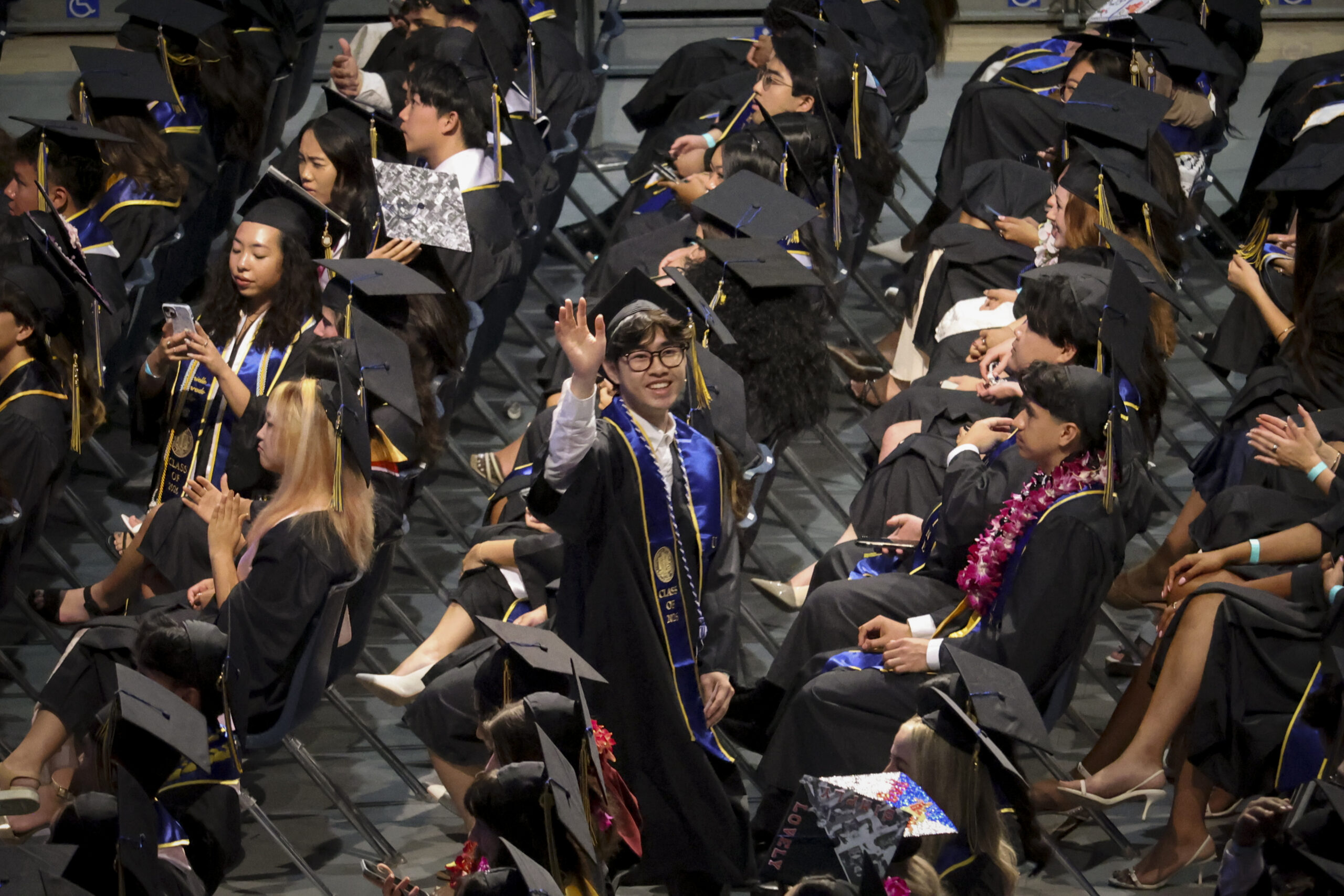 Graduated Anteater graphic