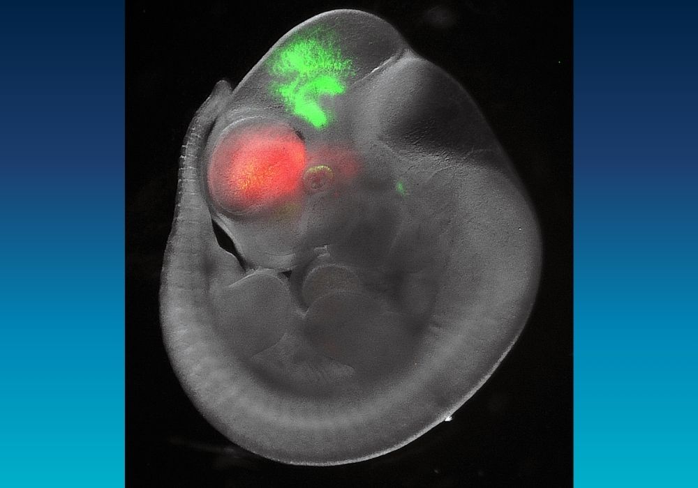 transgenic mouse embryo